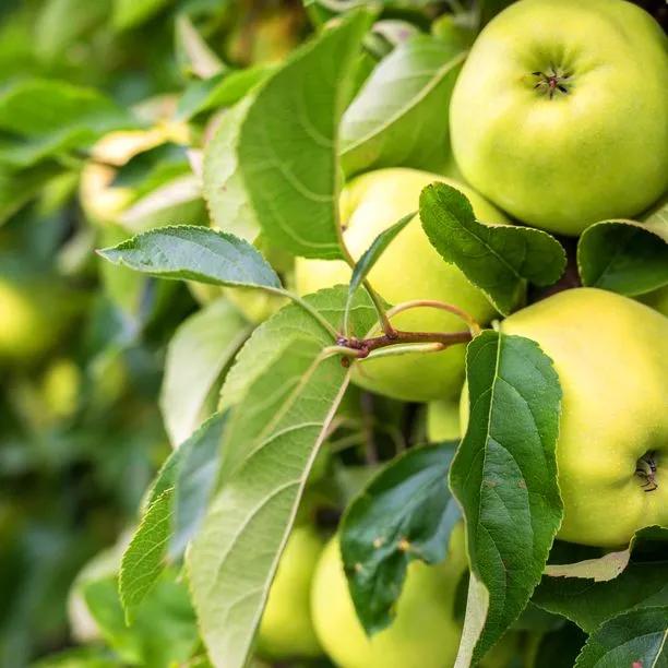 Apple Tree - Golden Delicious (Malus domestica 'Golden Delicious') 1